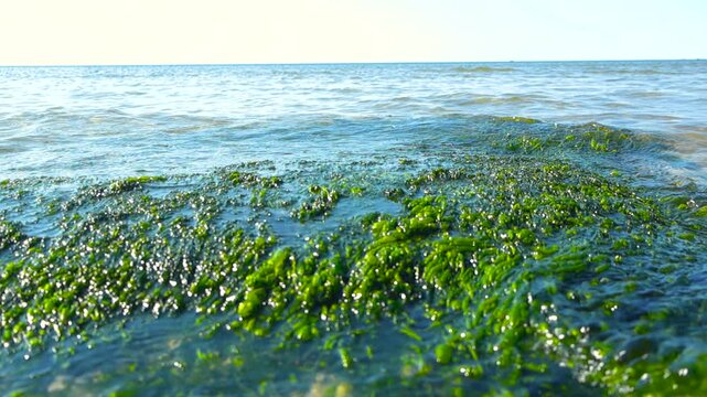 Low angle view above the water&rsquo;s surface shows green lush algae on rocks as small waves roll through clear shallows, with bright horizon and calm summer weather. Sunlight on moss covered seaside shore