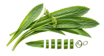 Fresh green plantain leaves and seed pods isolated macro view transparent background