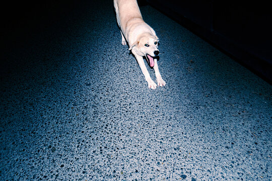 Dog Stretching on an Empty Road 