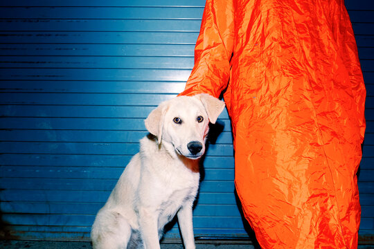 Pet Connection