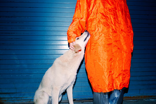 Dog Interacts With Owner