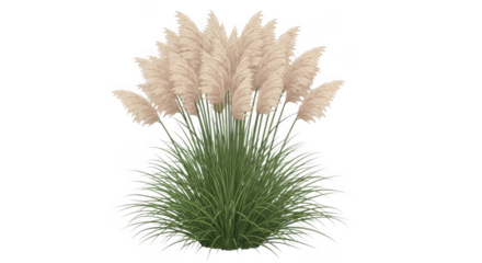 Tall pampas grass plumes with green foliage against a black backdrop transparent background