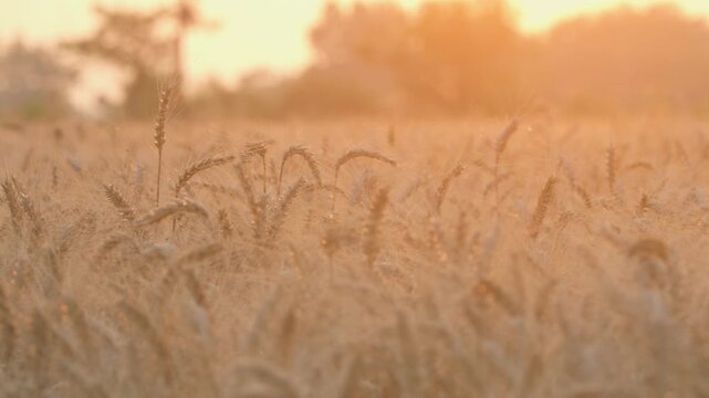 Wheat Field with Golden Grain Ears at Harvest