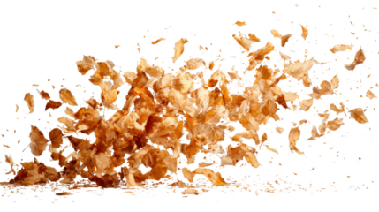 Autumn leaves falling and blowing across a transparent background, creating a seasonal wind effect and dynamic motion