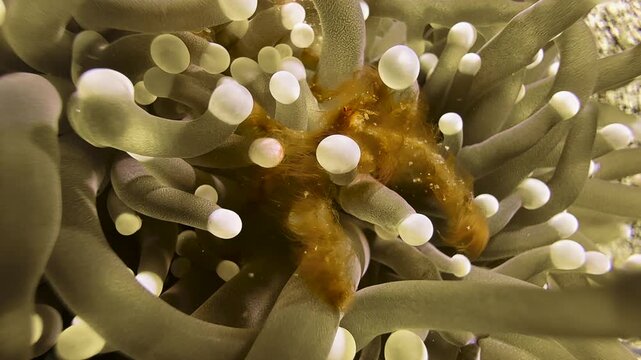 Orangutan crab in a mushroom coral. The hairy crustacean's posture is indeed reminiscent of the orangutan ape of the same name. The crab changes position and climbs around.