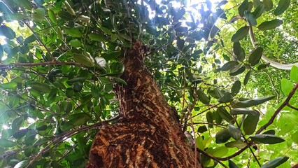 Majestic upward view of a tall tree trunk reaching toward a green canopy and blue sky. A low-angle...