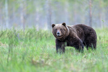 Fototapeta premium Wild brown bear ( Ursus arctos )