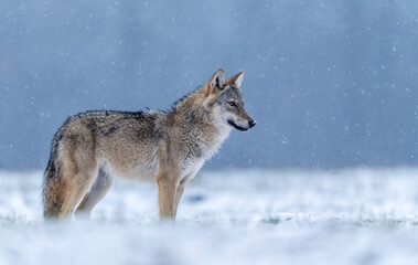 Obraz premium Grey wolf ( Canis lupus ) close up