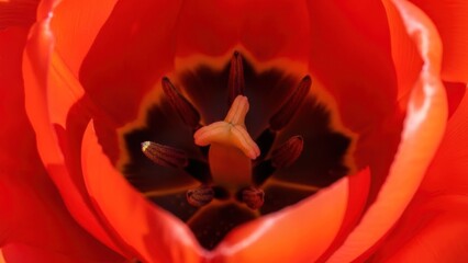 A vibrant red tulip with intricate stamen and petals.