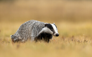 Badger close up ( Meles meles ) © Piotr Krzeslak