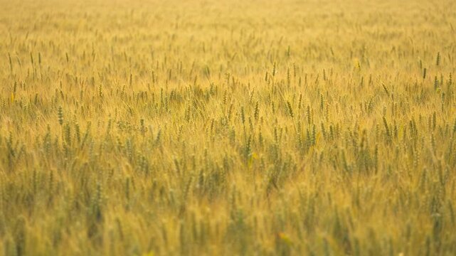 Golden Wheat Field with Mature Grain Ears and Awns