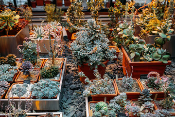 Stunning succulent collection at garden shop