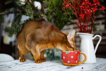 Cat exploring a colorful cup on a table