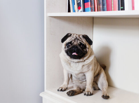 Cute pug sitting on a white bookshelf surrounded by colorful books