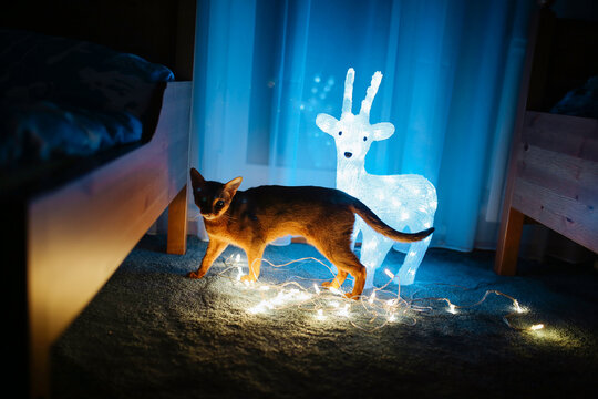 Cat explores lights near a reindeer