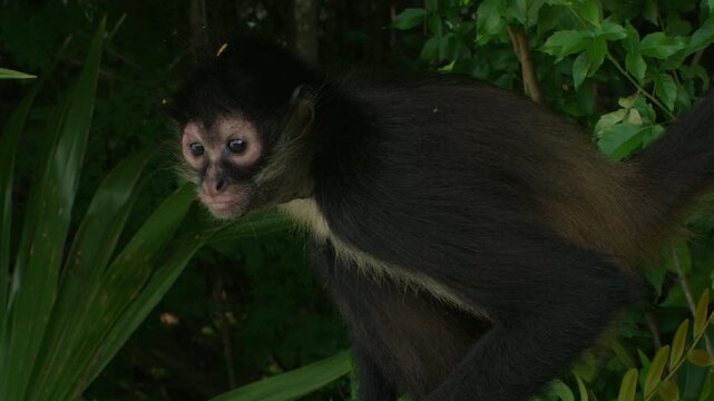 Spider Monkey perched looking worried in Mexican Yucatan Jungle. Extreme close up Filmed at 60 frames per second and playback in 24 frames per second
