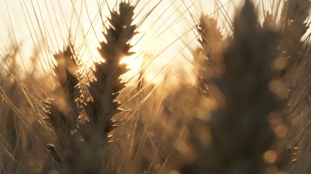 Golden Wheat Ears with Awns in Sunlit Rural Grain Field