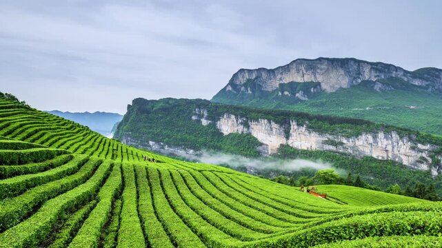 time-lapse of lush tea plantations on terraced hills with mist drifting through mountain valleys and busy tea-picking scenes