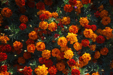 Marigold flowers