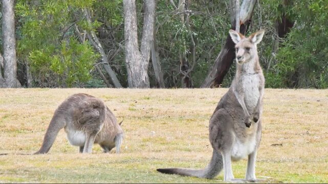 Couple of kangaroos hanging around