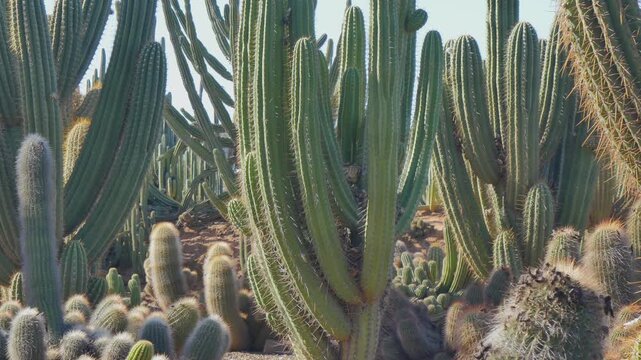 Cactus beds during a heatwave