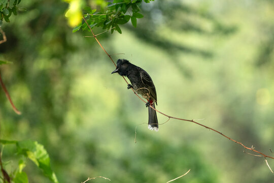 The bird in the image is a Red-vented Bulbul (Pycnonotus cafer). 