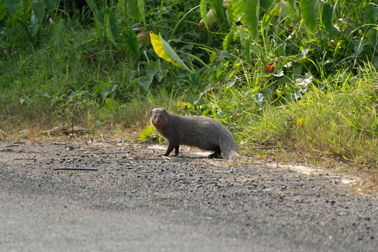 The image shows an Indian grey mongoose (Herpestes edwardsii). 