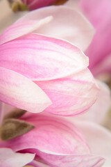 Magnolia petal in soft focus on blurred background