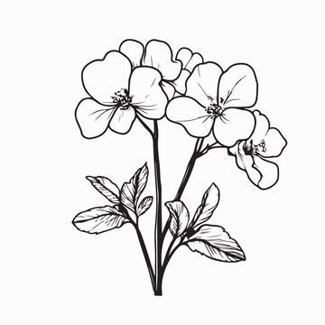 Geranium Flower Floral Hand Drawn Vector on White Background