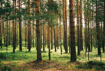 Dense pine forest with green ground cover
