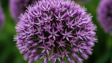 Purple allium flower in bloom, with green leaves in the background.