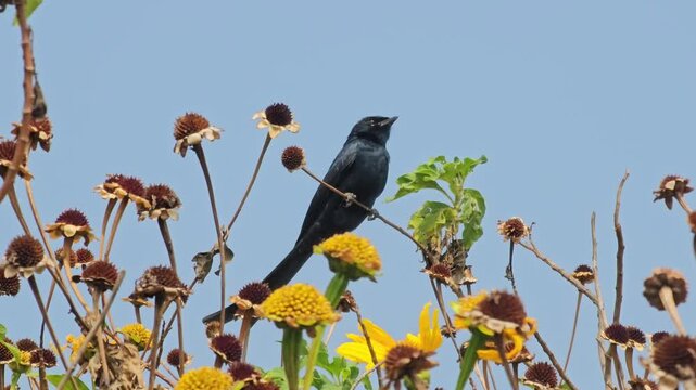 
Black drongo bird perched on dried flowers with clear blue sky background. Artistic wildlife composition suitable for nature, freedom, and environmental themes.
