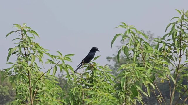 Distant view of a black drongo bird sitting quietly among green shrubs. Natural outdoor wildlife moment representing freedom, environment, and rural nature.