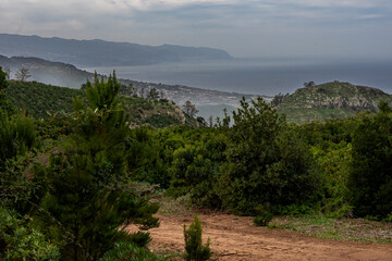 A forest with a view of the ocean. in Tenerife The trees are green and the sky is cloudy