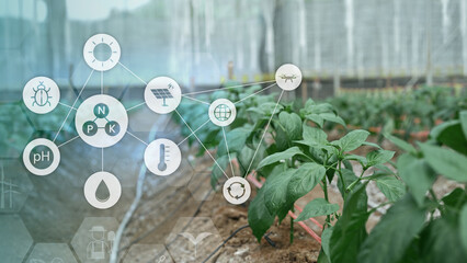 Plants grow in greenhouse with digital icons showing data driven agriculture technology for monitoring nutrients energy and sustainability