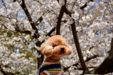 桜の下のトイプードル
