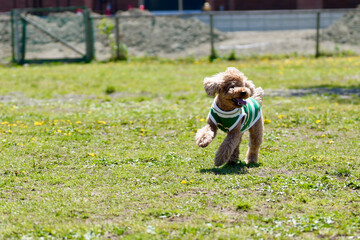 野原で遊ぶトイプードル