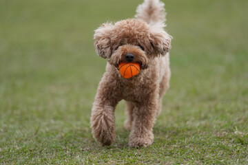 ボールを咥えたトイプードル