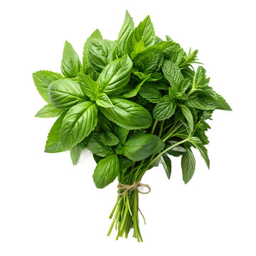A bunch of fresh basil leaves tied together with a string, set against a transparent background.