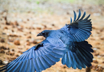 Obraz premium Common Raven (Corvus corax) flying at Yosemite National park. California. USA.