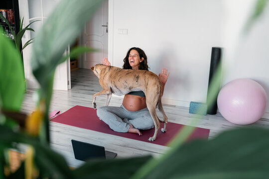 Pregnant woman being interrupted by her dog
