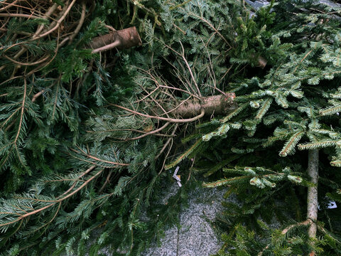Pile of cut evergreen trees
