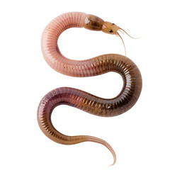 earthworm on transparent