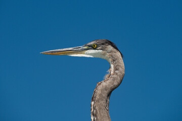 Heron bird portrait in nature. Heron bird profile closeup. Heron bird wildlife detail. Heron bird outdoor scene.