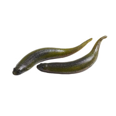 insects on transparent