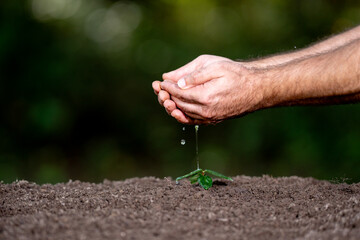 Hands watering plant. Farmers hands full of water. Hands pouring water on plant in ground. Ground fertility. Farmers hands concept. Farming with soil. Hand testing soil.
