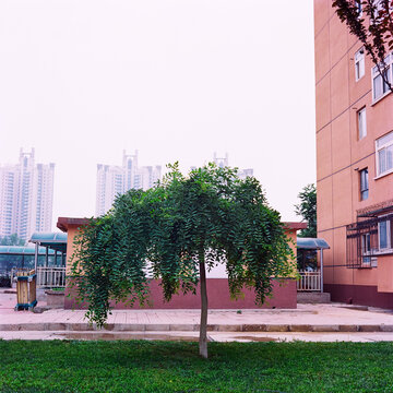 A green tree in the courtyard of some apartment buildings