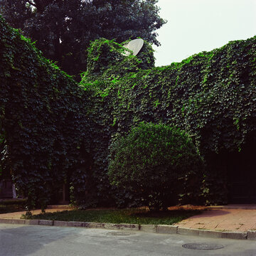 Satellite dish on ivy-covered building