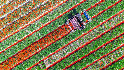 Aerial drone view of tulip fields in spring season, bulbfields and tulips blossoming in springtime, tractor and farm equipment, agriculture in the Netherlands