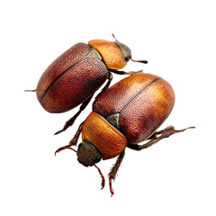 stag beetle on transparent, stag beetle on white background